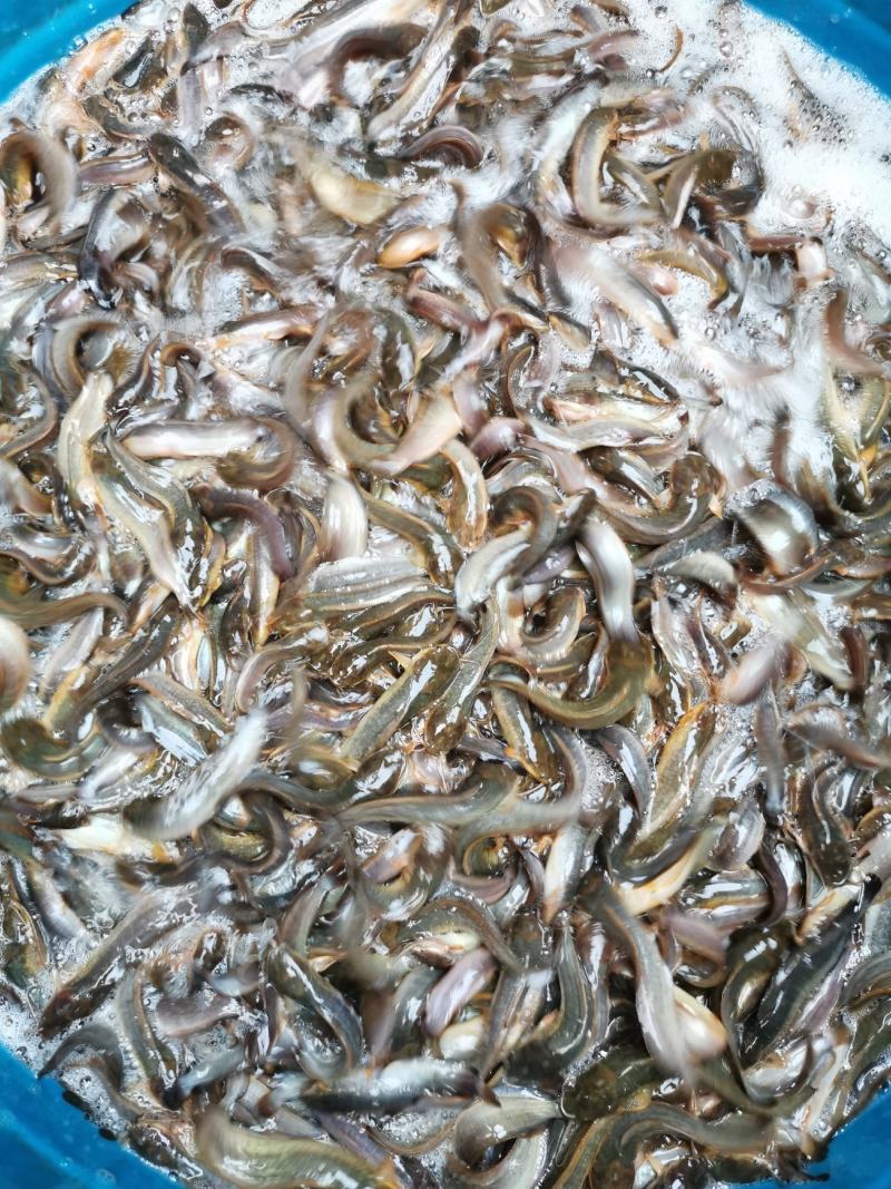 土塘角鱼苗，胡子鯰鱼苗，三黄土塘角苗，本地塘角鱼苗，