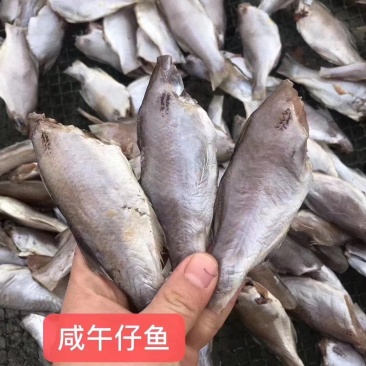 新鲜现制咸午仔，刚刚上岸不久，下饭超级棒