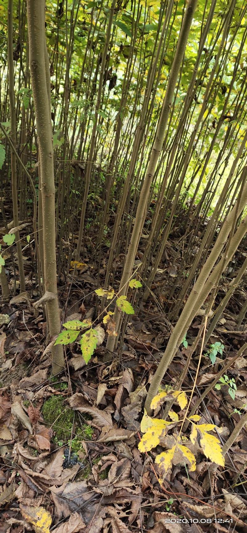 栾树苗1公分2公分的来电时请说是一亩田看到的