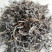 2019年易武麻黑头春古树茶，欢迎选购！
