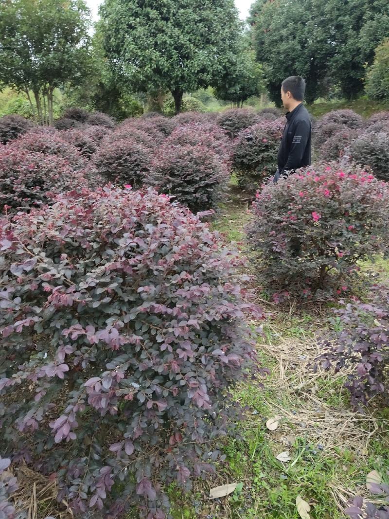 红继木球，绿化苗木精选