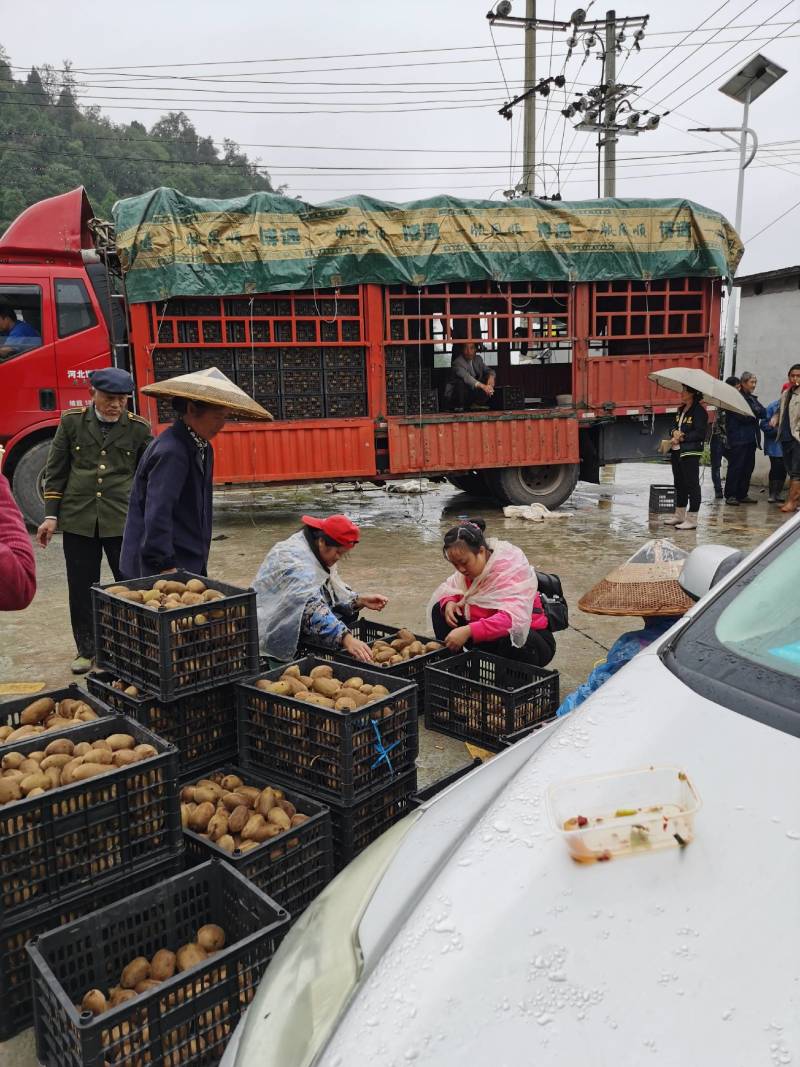 湖南省湘西土家猕猴桃果园