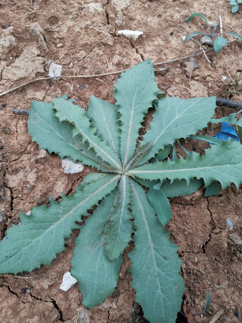 秋季鲜苦菜苦碟子，产地一手货源批发，现挖野生特菜带根去干
