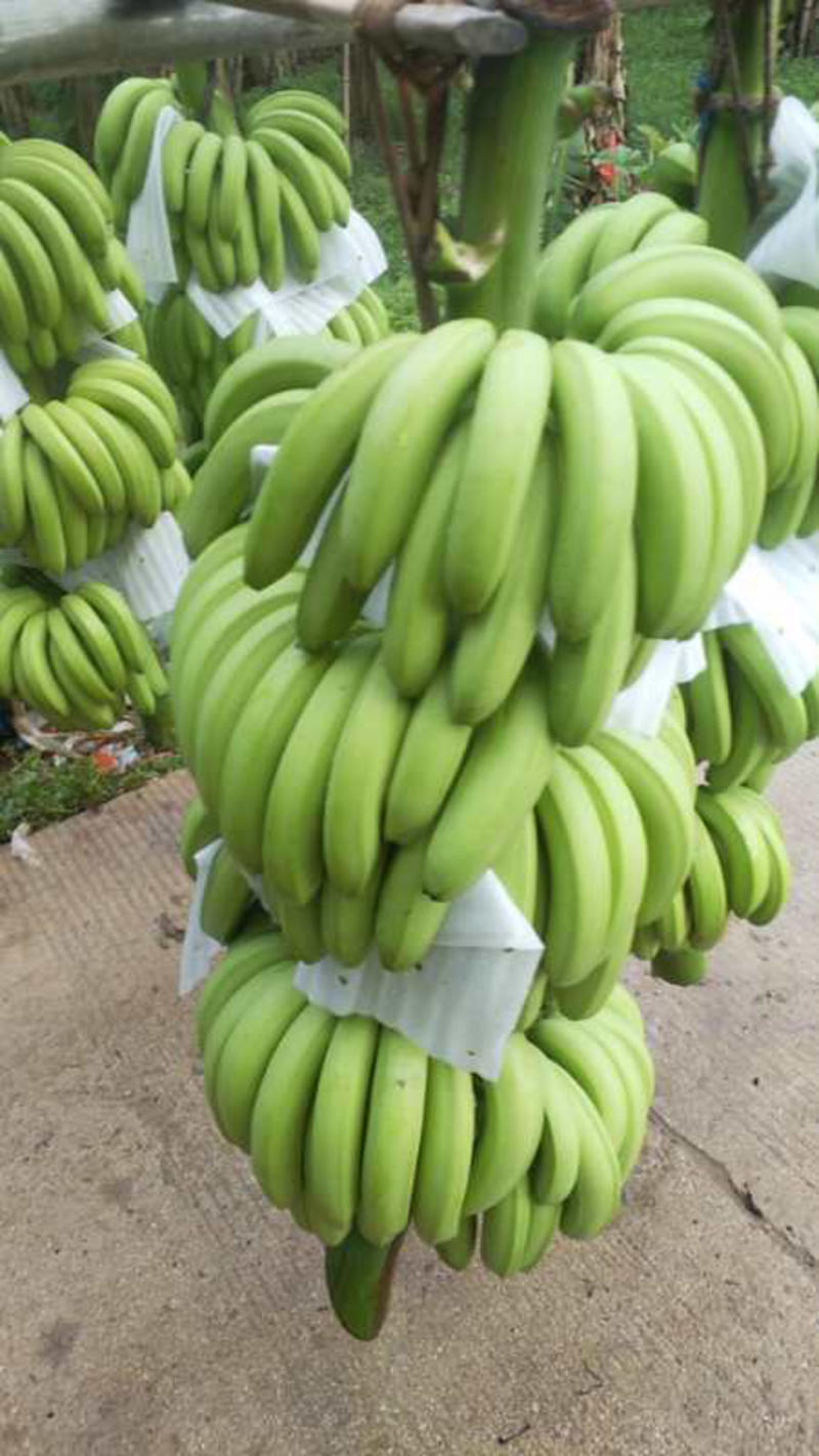 【热卖】香蕉粉蕉广西产地直销，货源充足、质量保证，