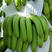 【热卖】香蕉粉蕉广西产地直销，货源充足、质量保证，