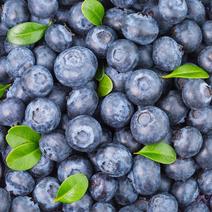 [一件玳发]新鲜蓝莓，对接电商微商，新鲜蓝莓，露天蓝莓