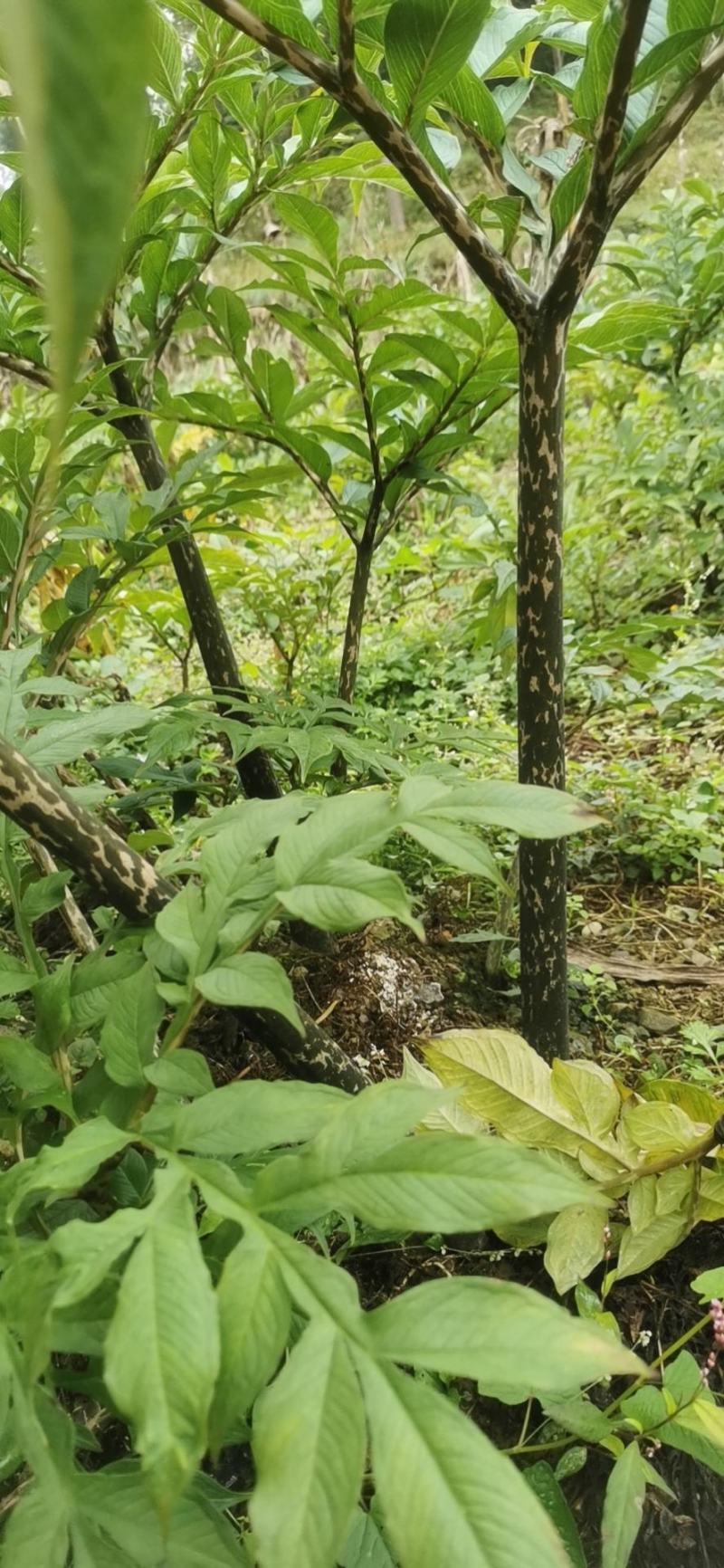 贵州高山花魔芋产地代收代发