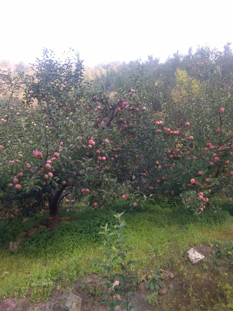 青龙大山长城脚下小国苹果热卖中酸甜可口。