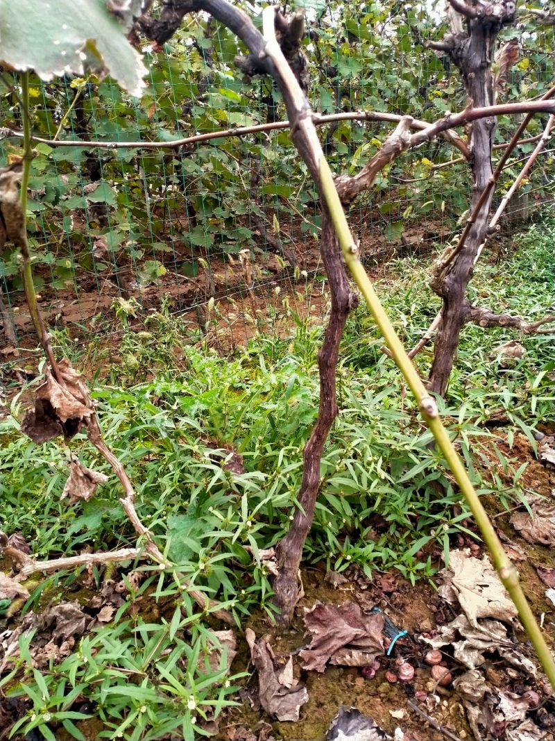 占地葡萄树，及绿化树，工程苗木