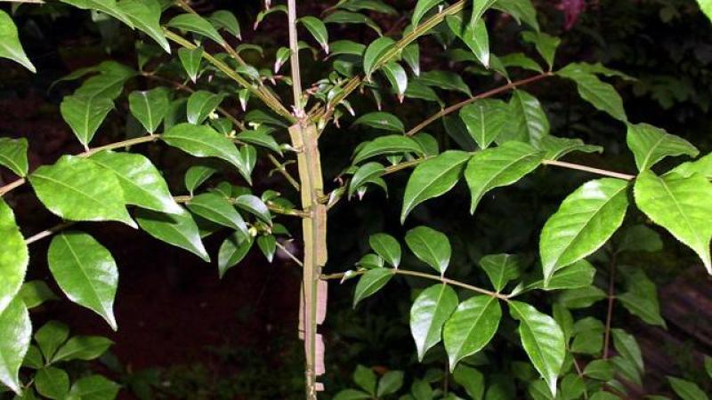 鬼箭羽，神箭、四棱锋、鬼篦子、四方柴，规格齐全