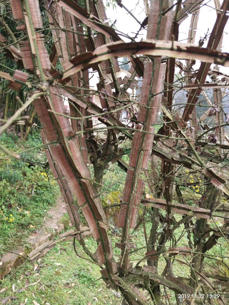 鬼箭羽，神箭、四棱锋、鬼篦子、四方柴，规格齐全