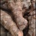 新鲜野生土伏苓，广东省内当天挖，当天发，第二天到货。