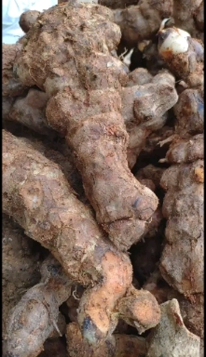 新鲜野生土伏苓，广东省内当天挖，当天发，第二天到货。