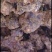 新鲜野生土伏苓，广东省内当天挖，当天发，第二天到货。