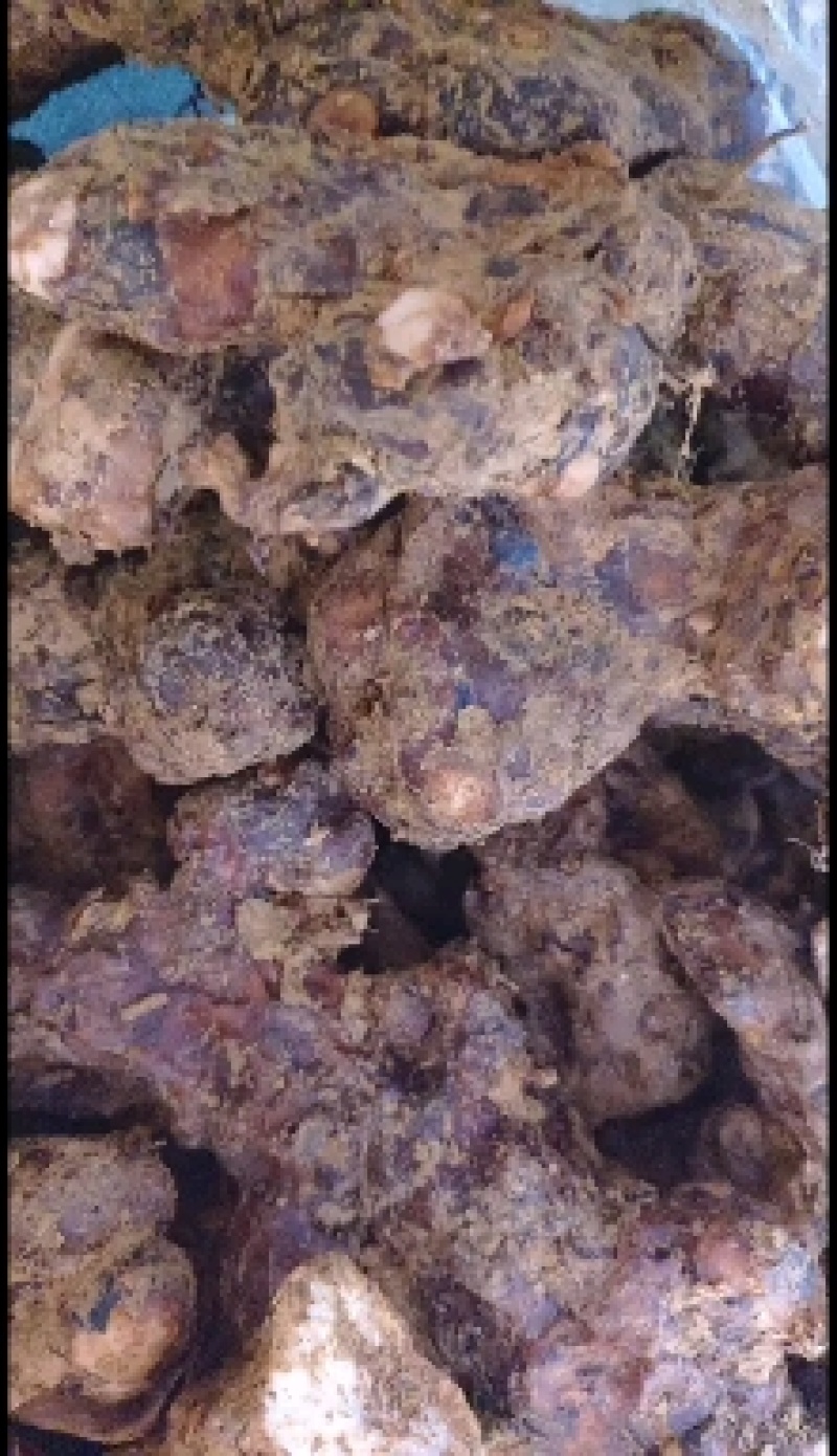 新鲜野生土伏苓，广东省内当天挖，当天发，第二天到货。