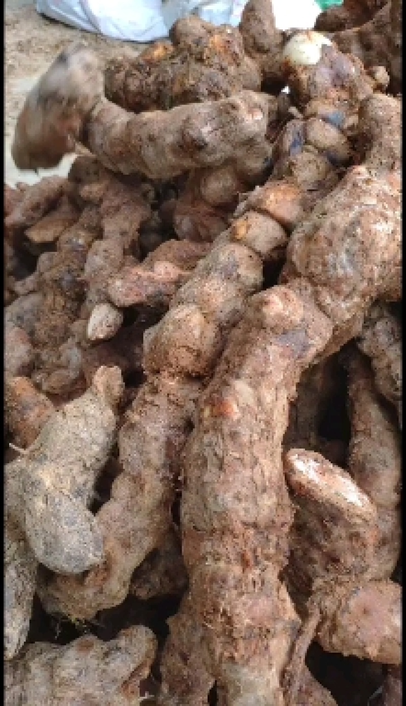 新鲜野生土伏苓，广东省内当天挖，当天发，第二天到货。
