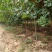 【黄庐，红庐小苗】定植二至十二公分，工程一级苗自家种植