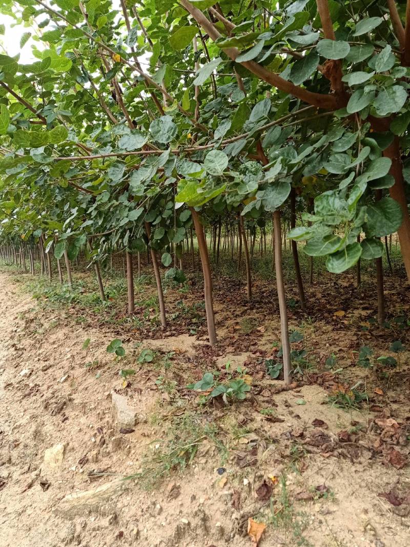 【黄庐，红庐小苗】定植二至十二公分，工程一级苗自家种植