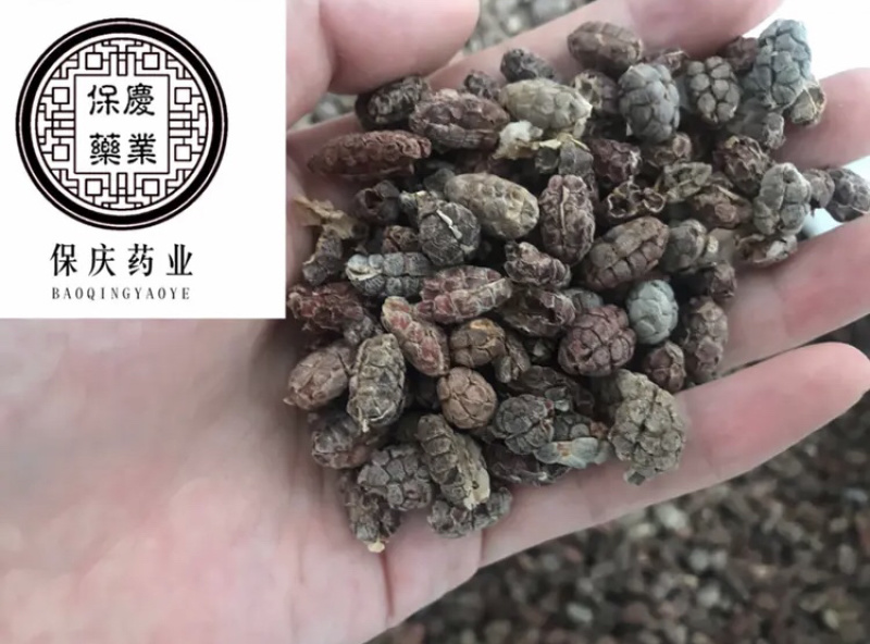 砂仁阳春砂仁水洗货干净砂仁米正品无硫国产砂仁