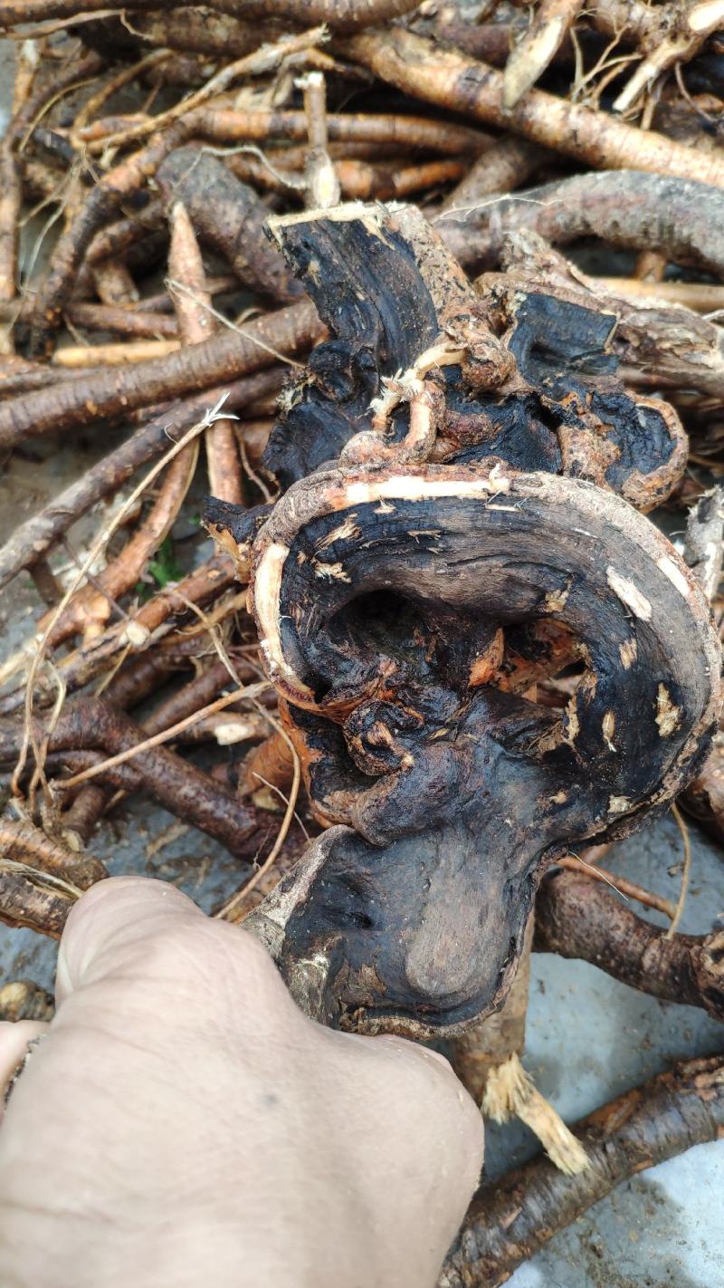 野生牛大力根，长期供应大量野生牛大力根，干品、鲜货都有。