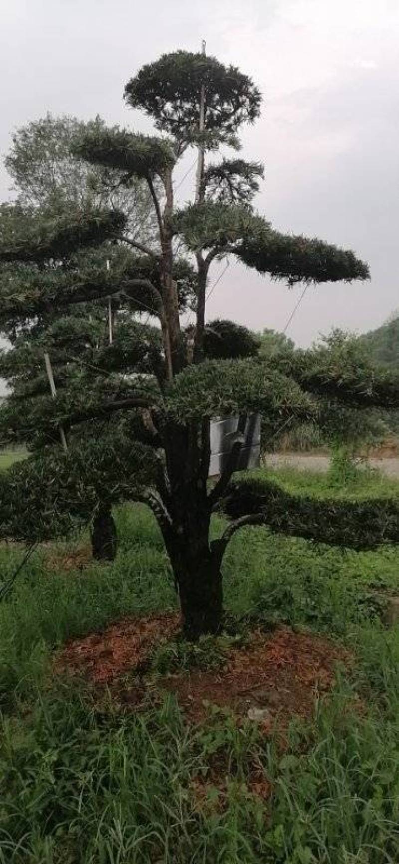 金园苗园造型罗汉松长期供应各种造型树，价格便宜，质量好。