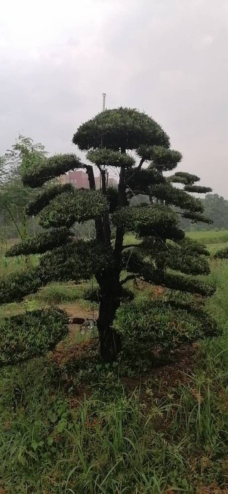 金园苗园造型罗汉松长期供应各种造型树，价格便宜，质量好。