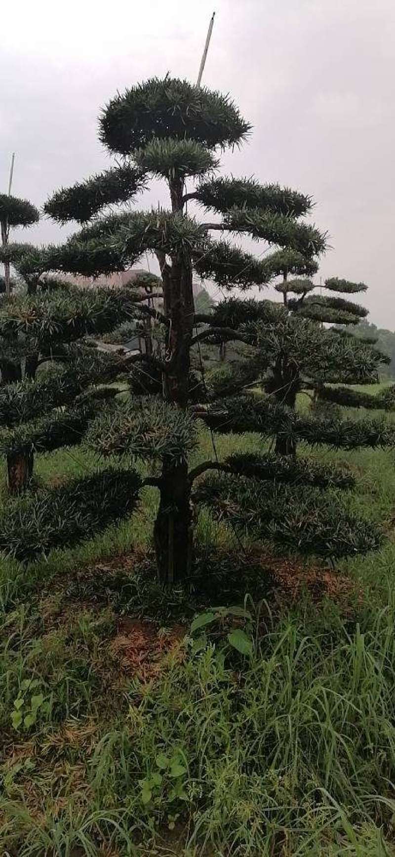 金园苗园造型罗汉松长期供应各种造型树，价格便宜，质量好。