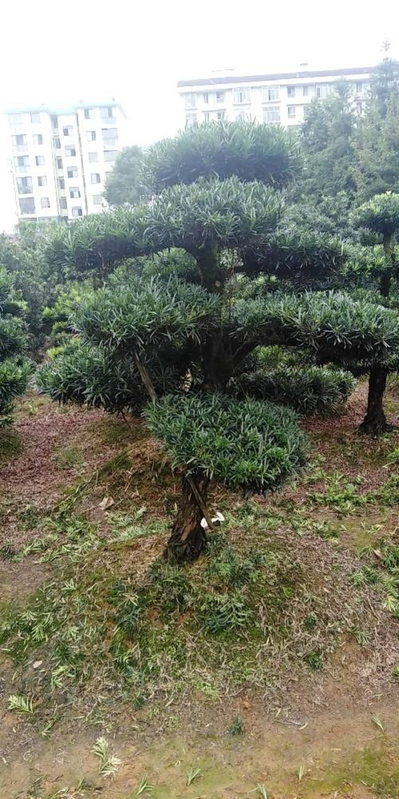 金园苗园造型罗汉松长期供应各种造型树，价格便宜，质量好。