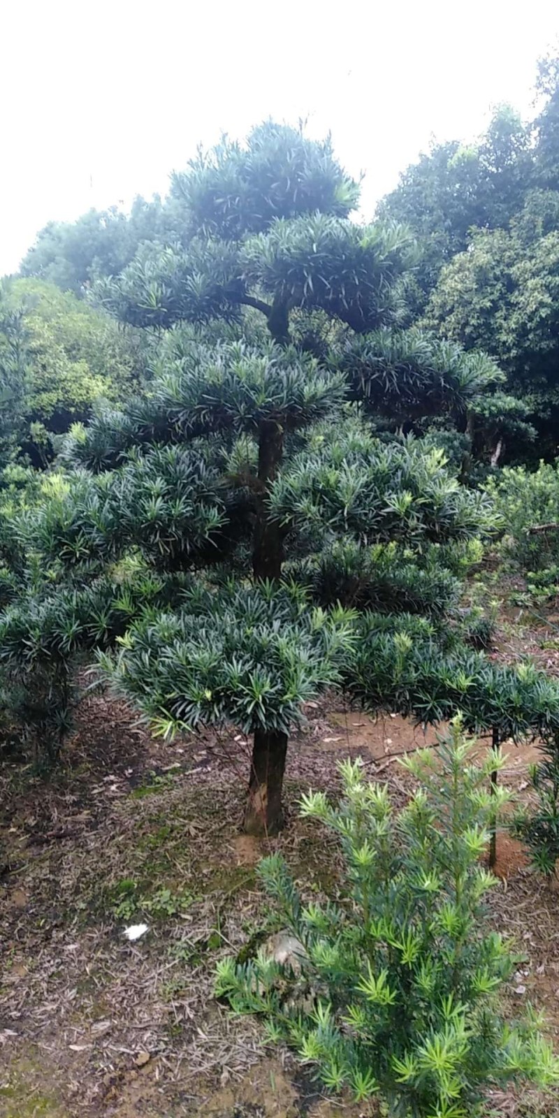 金园苗园造型罗汉松长期供应各种造型树，价格便宜，质量好。