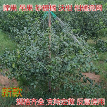 沃柑撑果网柑橘砂糖桔撑果网沃柑吊果网柑橘挂果网果树吊果网