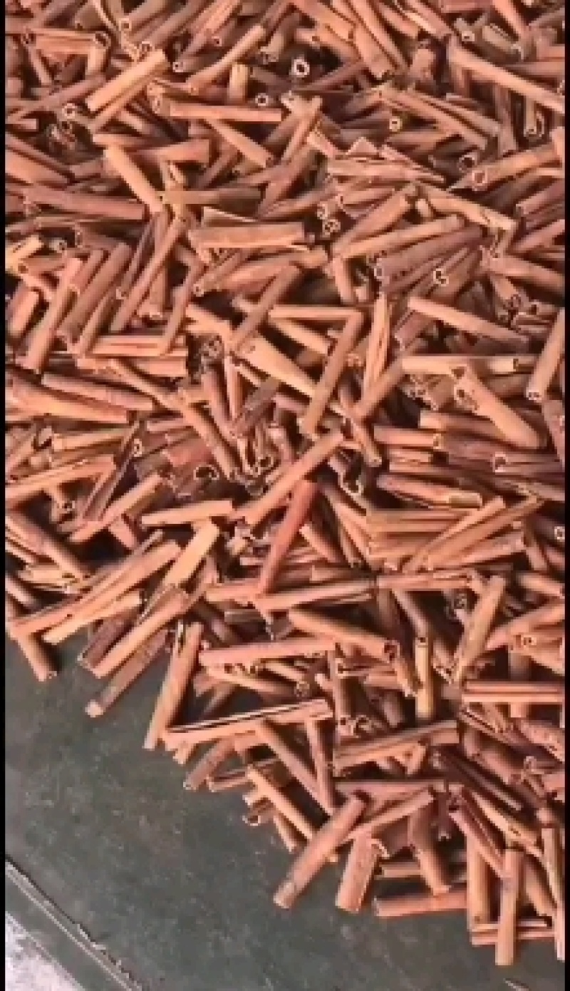 桂皮烟枝桂，烟桂，八公分，10公分，12公分