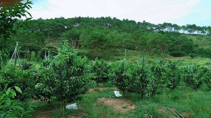 沃柑撑果网柑橘砂糖桔撑果网沃柑吊果网柑橘挂果网果树吊果网
