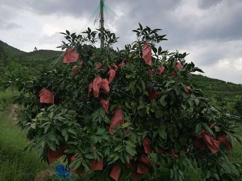 沃柑撑果网柑橘砂糖桔撑果网沃柑吊果网柑橘挂果网果树吊果网