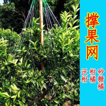 沃柑撑果网柑橘砂糖桔撑果网沃柑吊果网柑橘挂果网果树吊果网