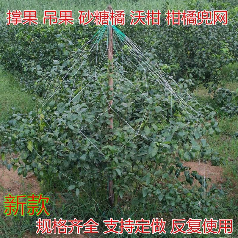 沃柑撑果网柑橘砂糖桔撑果网沃柑吊果网柑橘挂果网果树吊果网