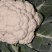 【推荐】有机菜花大量上市产地直发欢迎新老客户前来订购。