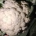【推荐】有机菜花大量上市产地直发欢迎新老客户前来订购。