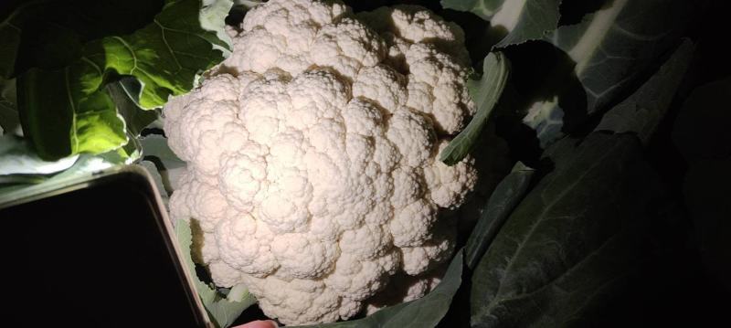 【推荐】有机菜花大量上市产地直发欢迎新老客户前来订购。