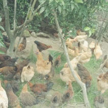 农家果园散养土鸡肉质鲜嫩