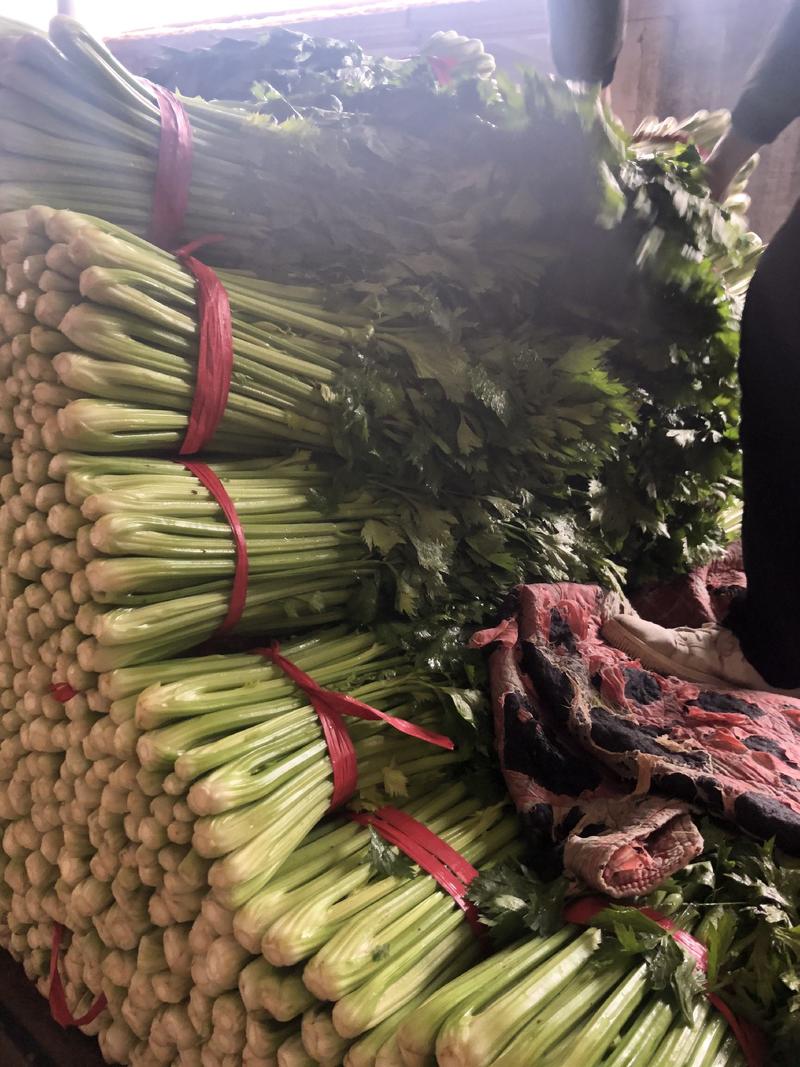 河北邯郸精品芹菜可供应多种蔬菜欢迎老板采购
