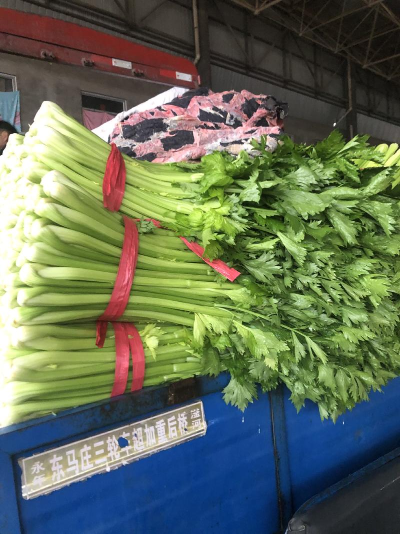 河北邯郸精品芹菜可供应多种蔬菜欢迎老板采购