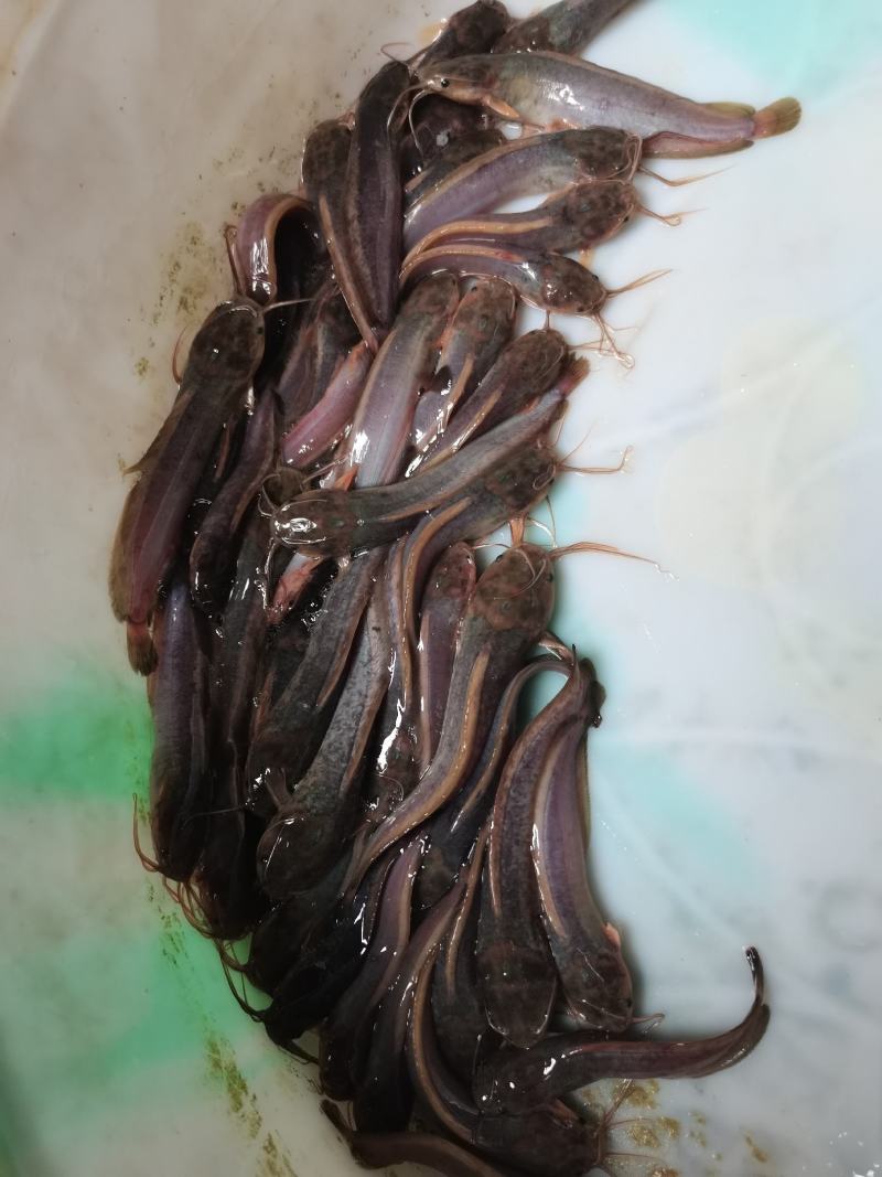 场地直销供，台湾泥鳅鱼苗，各大养殖户，有想法的欢迎订购