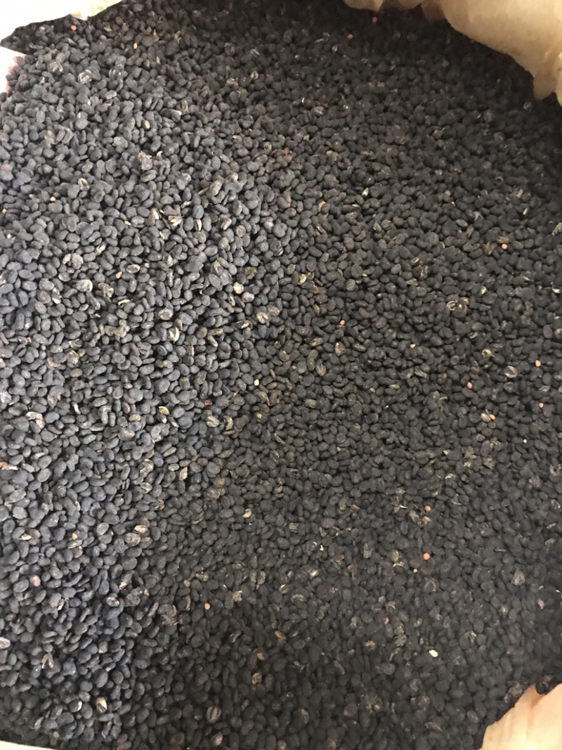 补骨脂故芷支持线上交易量大从优