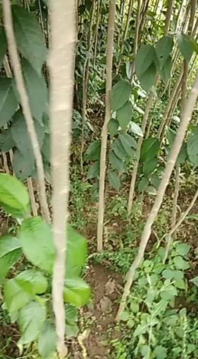 杜仲树两年苗三年苗及多年大规格原生与裁杆发冒都