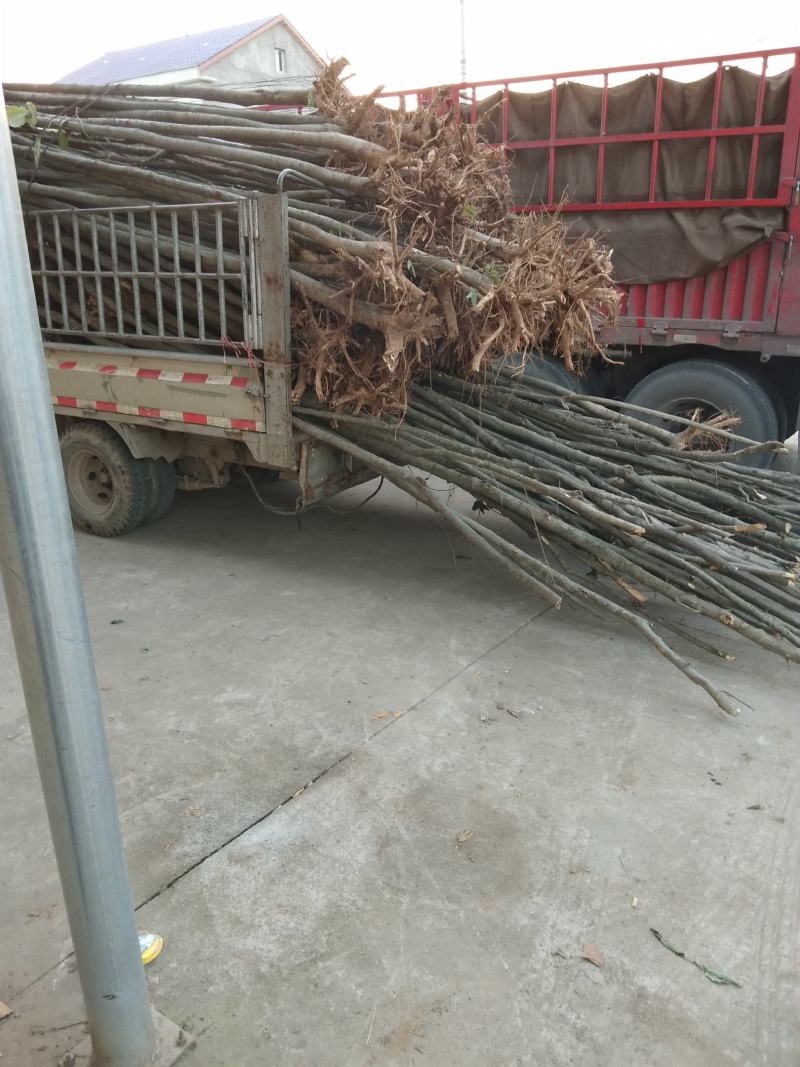 杜仲树两年苗三年苗及多年大规格原生与裁杆发冒都