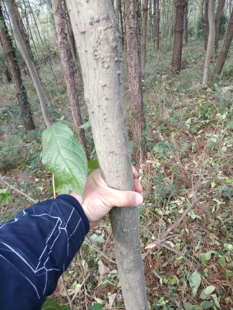 杜仲树两年苗三年苗及多年大规格原生与裁杆发冒都