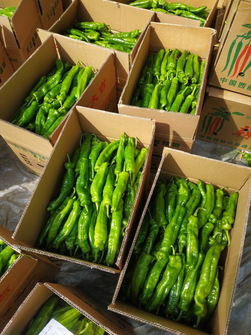 夏邑鲜辣椒精品辣椒万亩基地对接全国市场