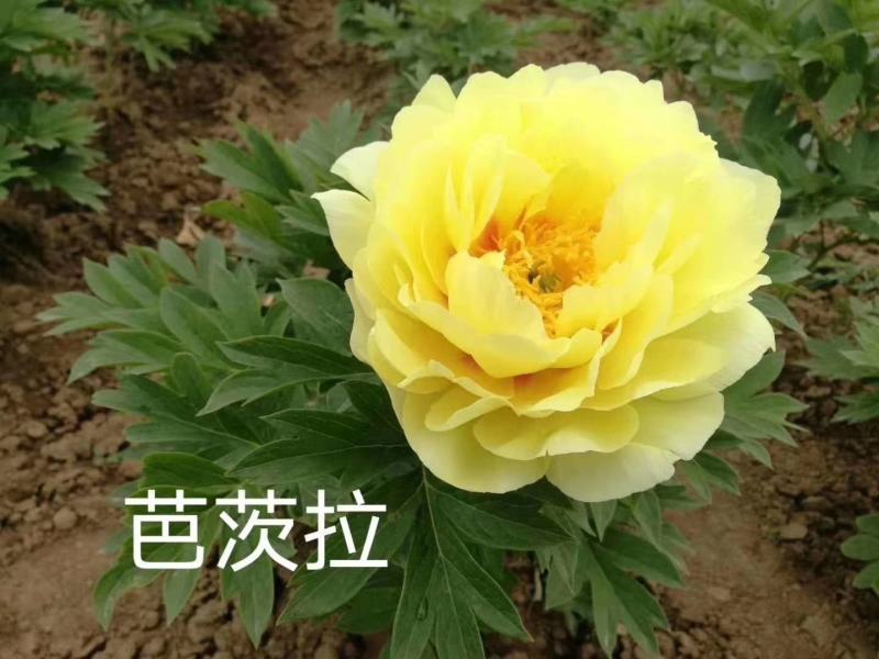 观赏牡丹，芍药花繁育基地，技术免费推广活动开始了！