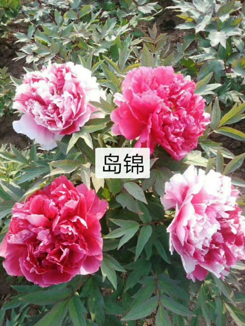 观赏牡丹，芍药花繁育基地，技术免费推广活动开始了！