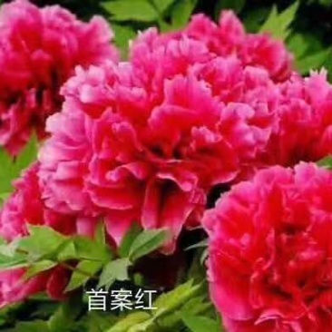 观赏牡丹，芍药花繁育基地，技术免费推广活动开始了！